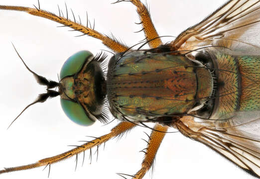 Plancia ëd Dolichopus ungulatus (Linnaeus 1758)