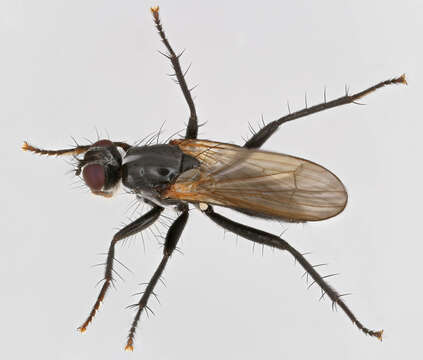 Image of Cordilura ciliata (Meigen 1826)