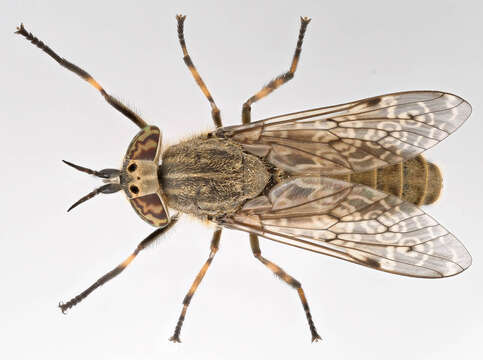 Image of common horse fly