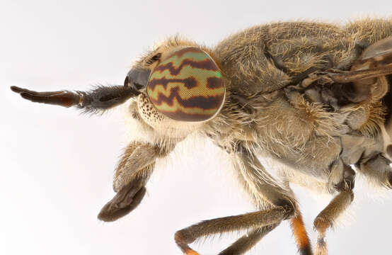 Image of common horse fly