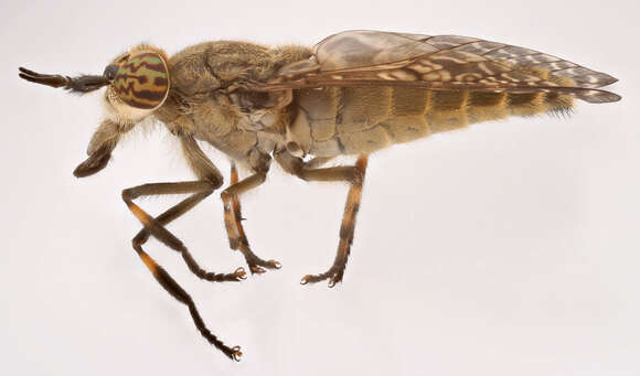 Image of common horse fly