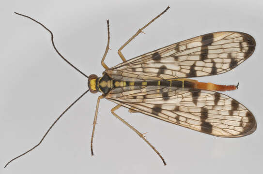 Image of Panorpa germanica Linnaeus 1758