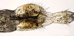 Image of Panorpa germanica Linnaeus 1758