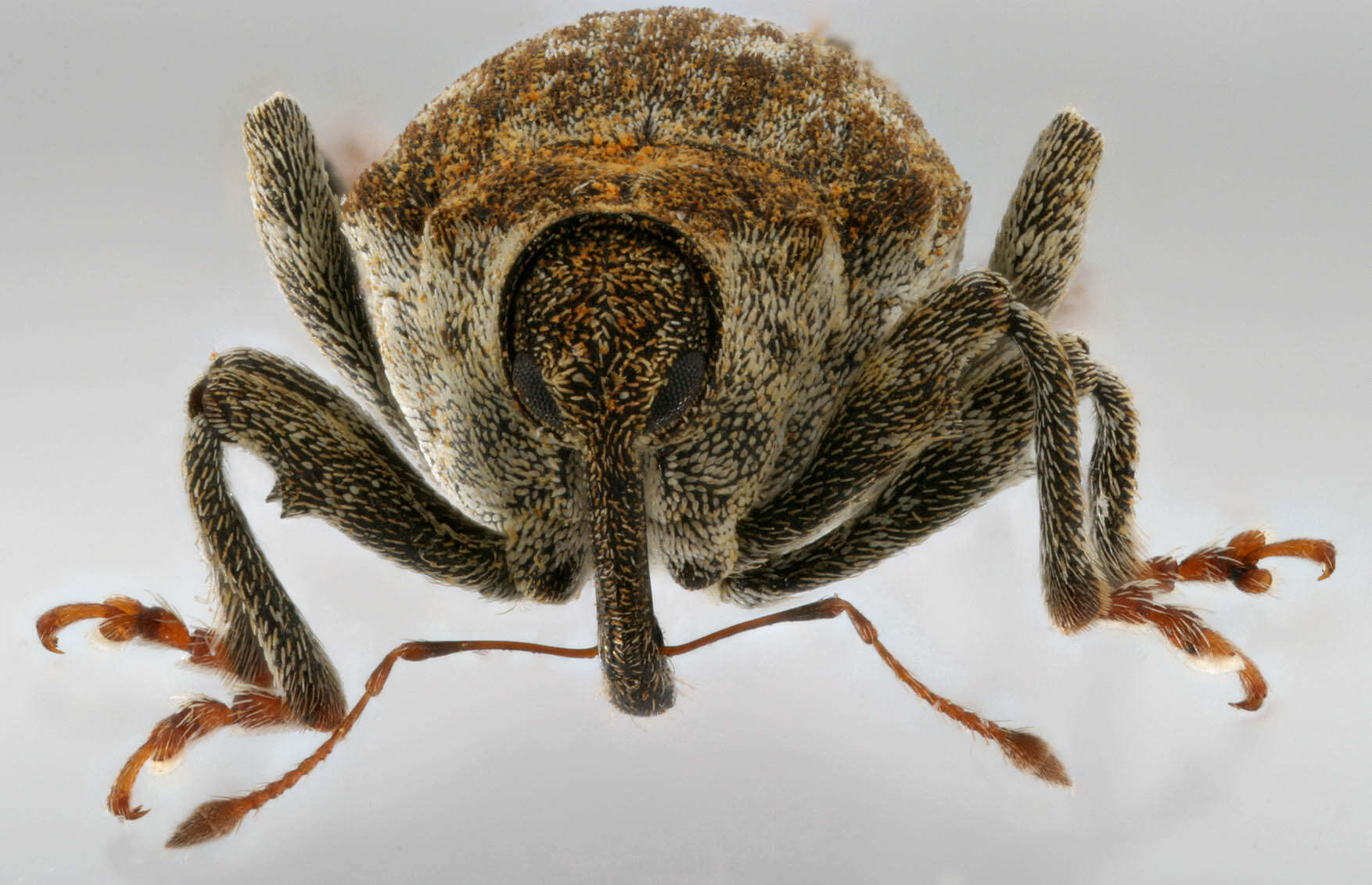 Image of Parethelcus