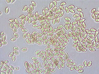 Image of Gymnopilus hybridus (Gillet) Maire 1933