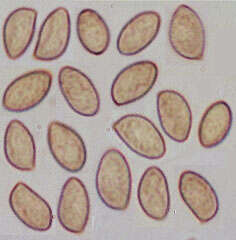 Image de Gymnopilus hybridus (Gillet) Maire 1933