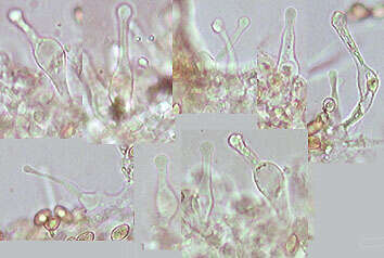 Image de Gymnopilus hybridus (Gillet) Maire 1933