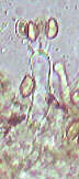 Image of Gymnopilus hybridus (Gillet) Maire 1933