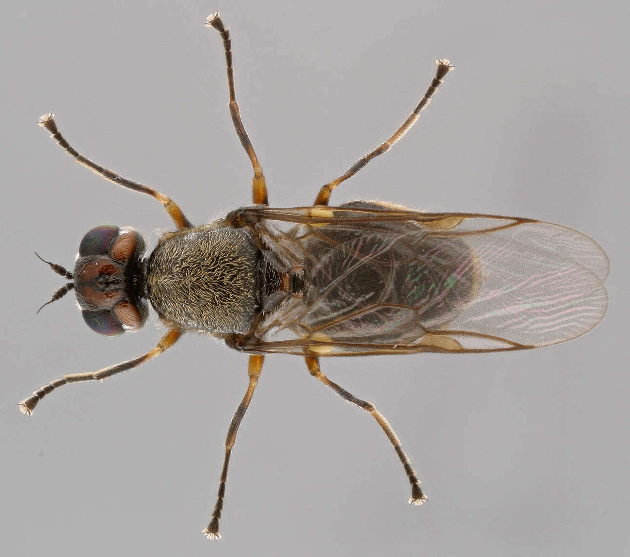 Sivun Oxycera pygmaea (Fallen 1817) kuva