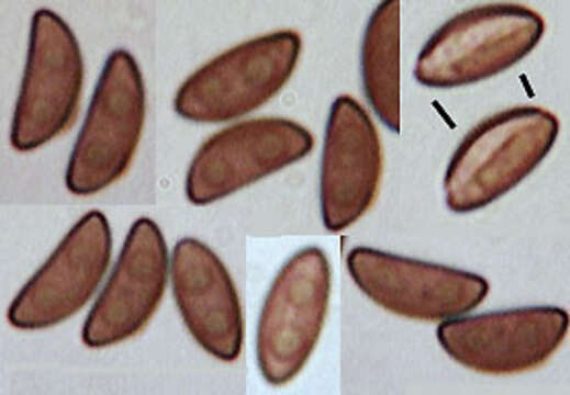 Image of Hypoxylon fuscum (Pers.) Fr. 1849