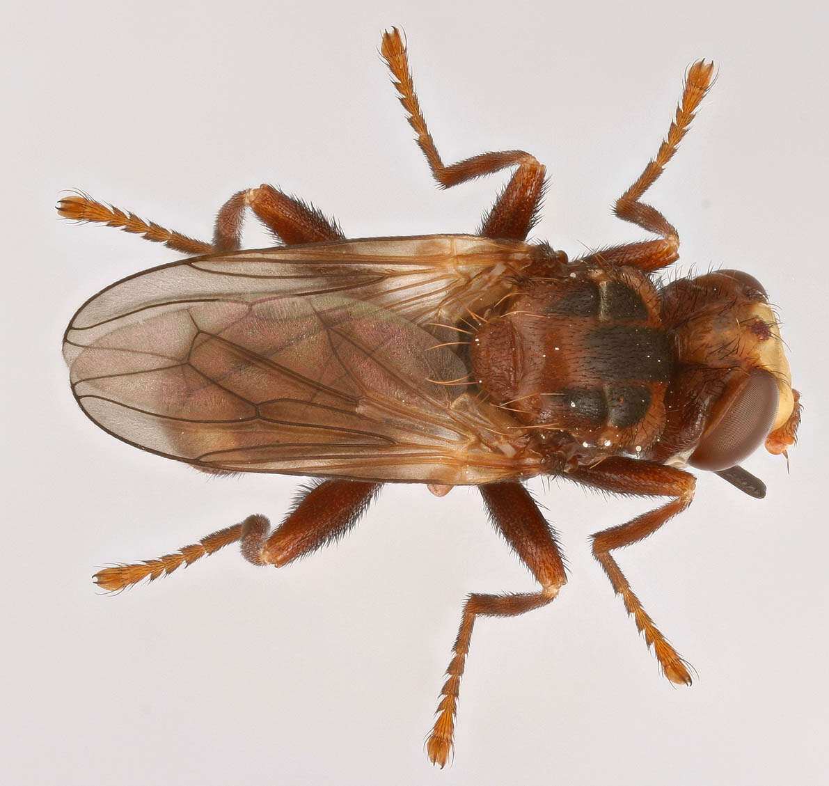 Image of Sicus ferrugineus (Linnaeus 1761)