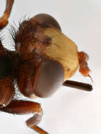 Image of Sicus ferrugineus (Linnaeus 1761)