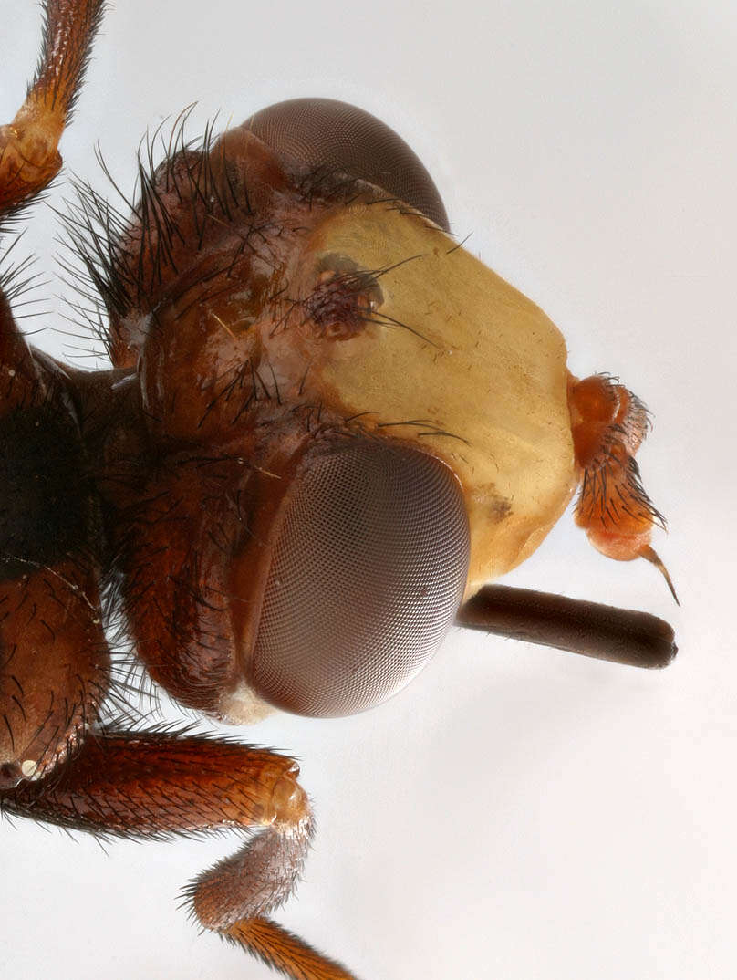 Image of Sicus ferrugineus (Linnaeus 1761)