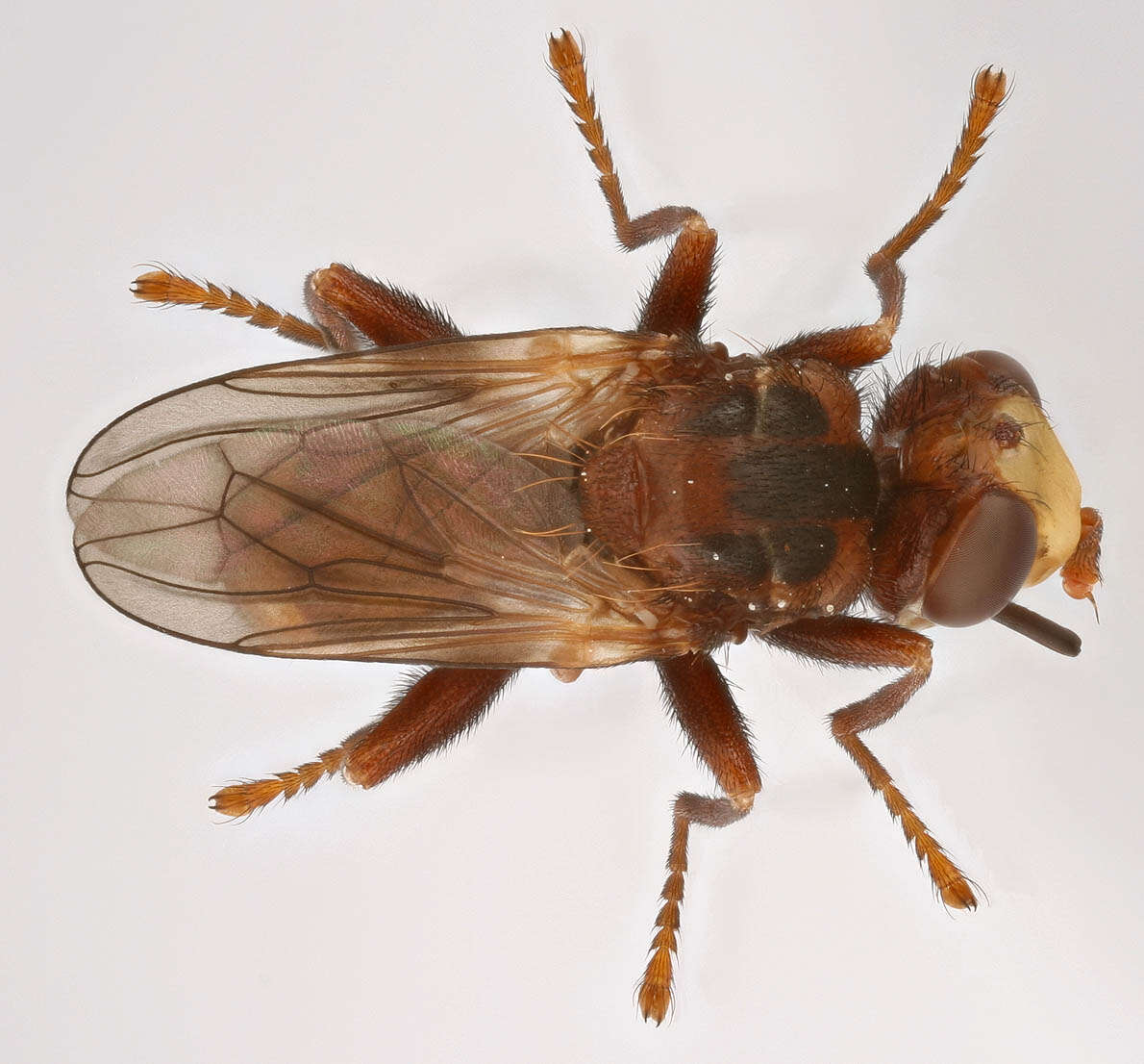 Image of Sicus ferrugineus (Linnaeus 1761)