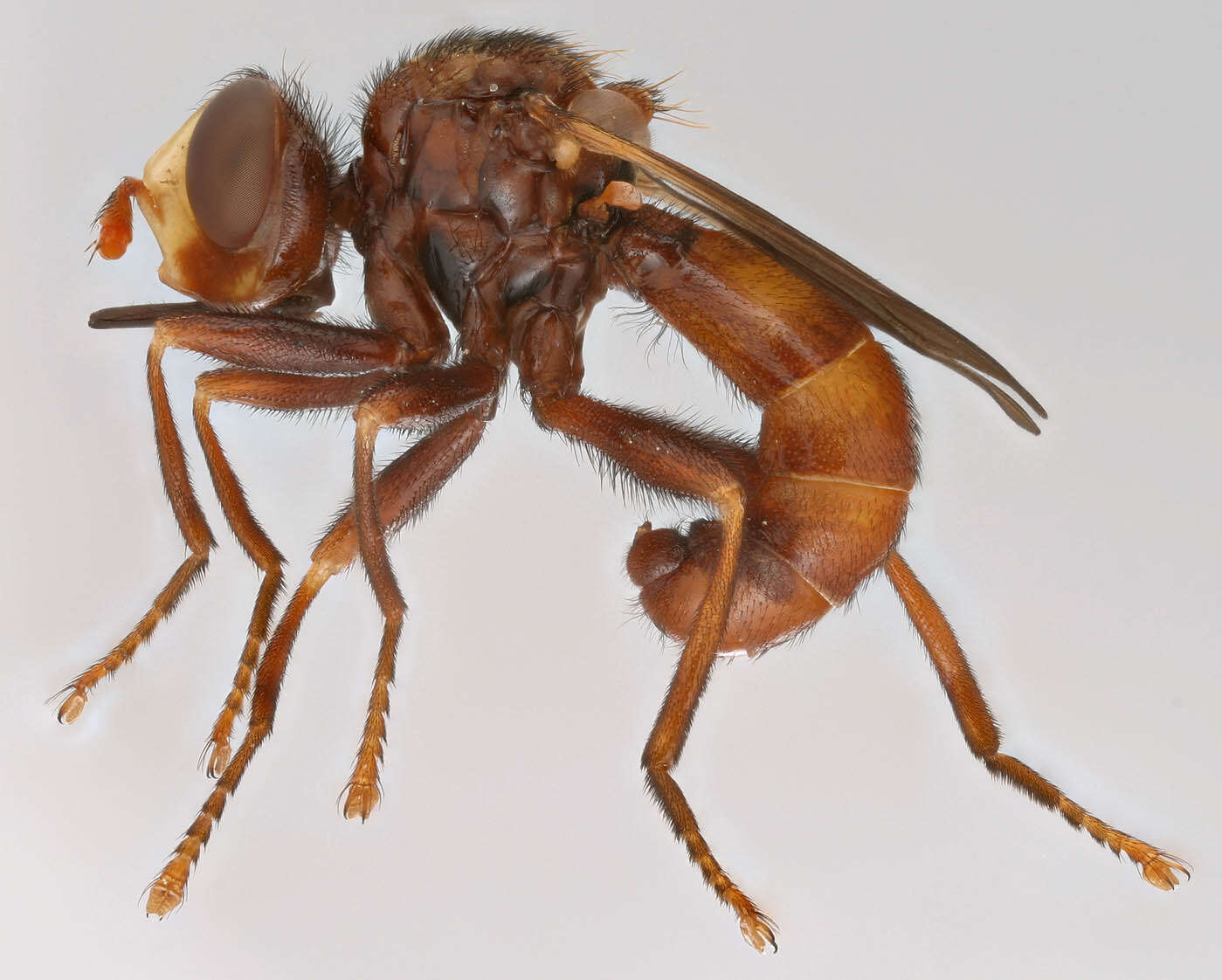 Image of Sicus ferrugineus (Linnaeus 1761)