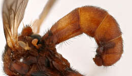 Image of Sicus ferrugineus (Linnaeus 1761)