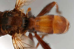 Image of Sicus ferrugineus (Linnaeus 1761)