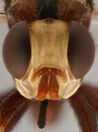 Image of Sicus ferrugineus (Linnaeus 1761)