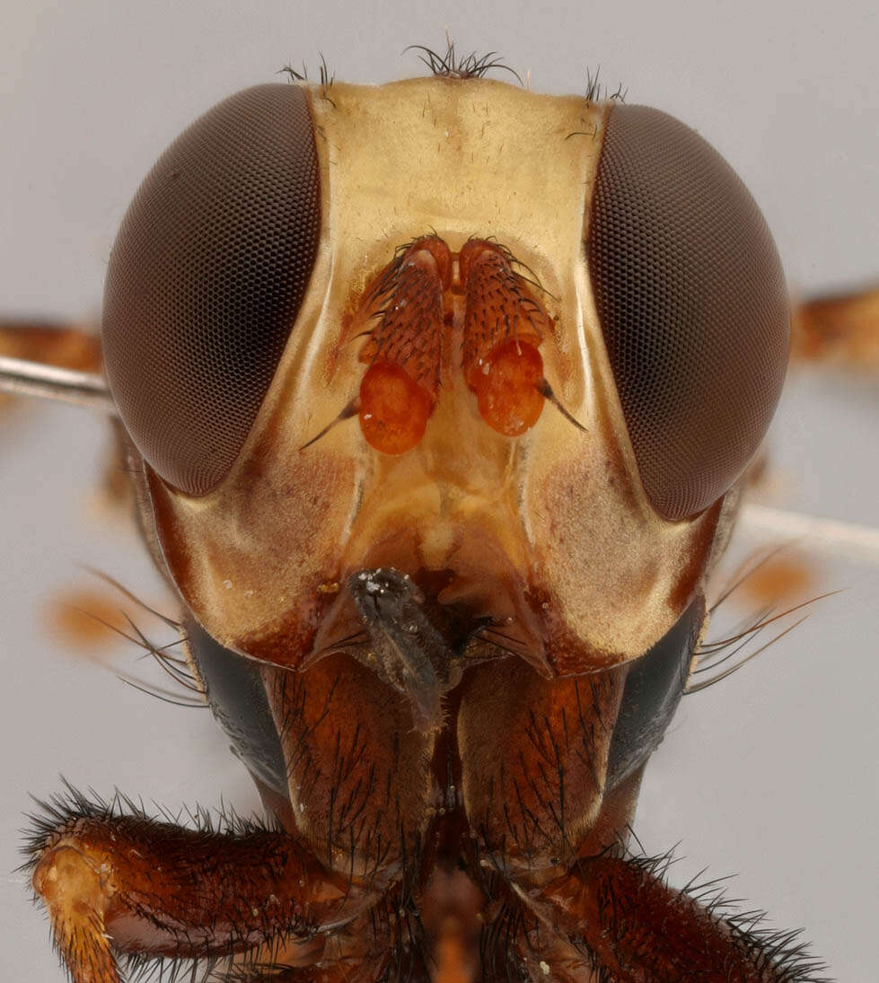 Image of Sicus ferrugineus (Linnaeus 1761)