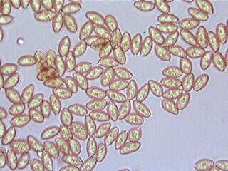 صورة Coniophora olivacea (Fr.) P. Karst. 1879