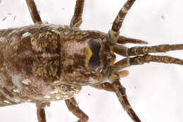 Image of Machilidae