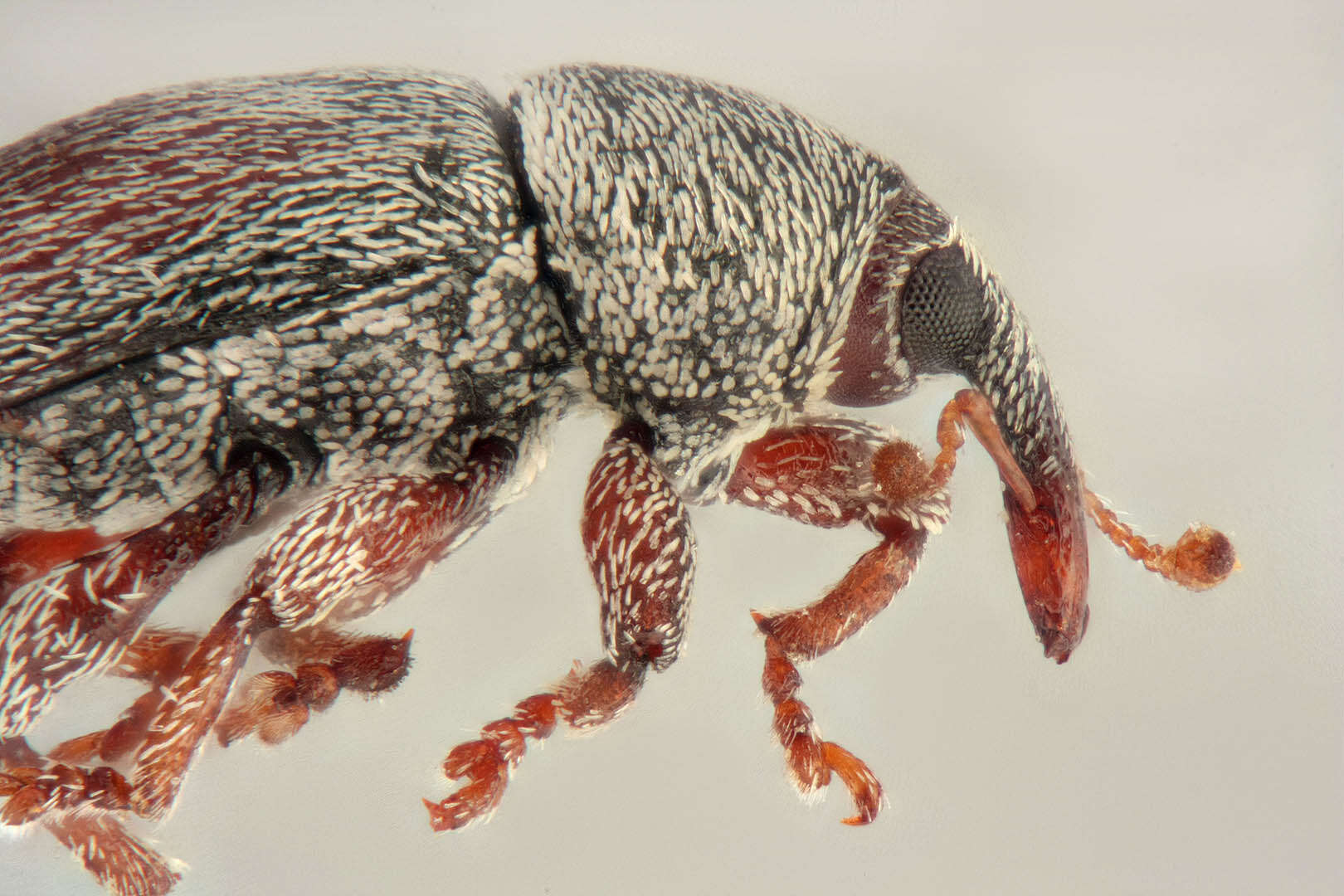 Image of Red Clover Seed Weevil