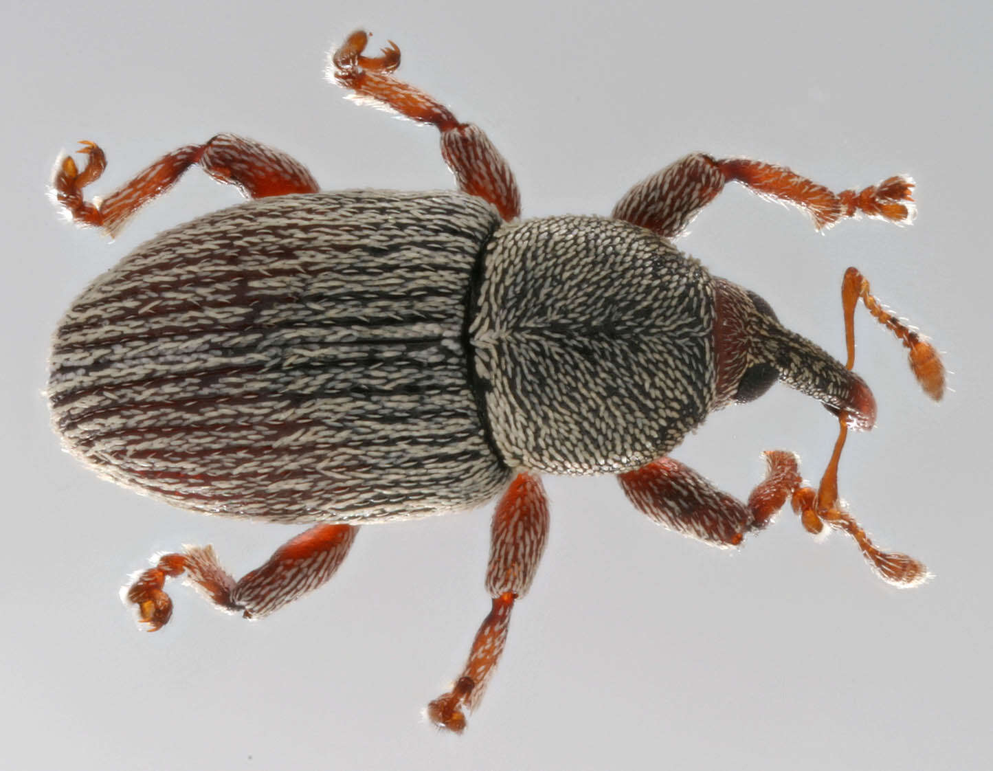 Image of Red Clover Seed Weevil