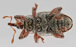 Image of Red Clover Seed Weevil