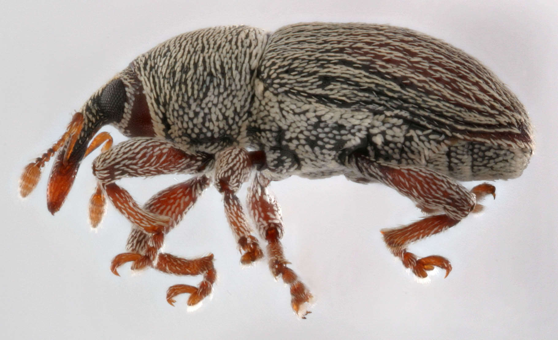 Image of Red Clover Seed Weevil