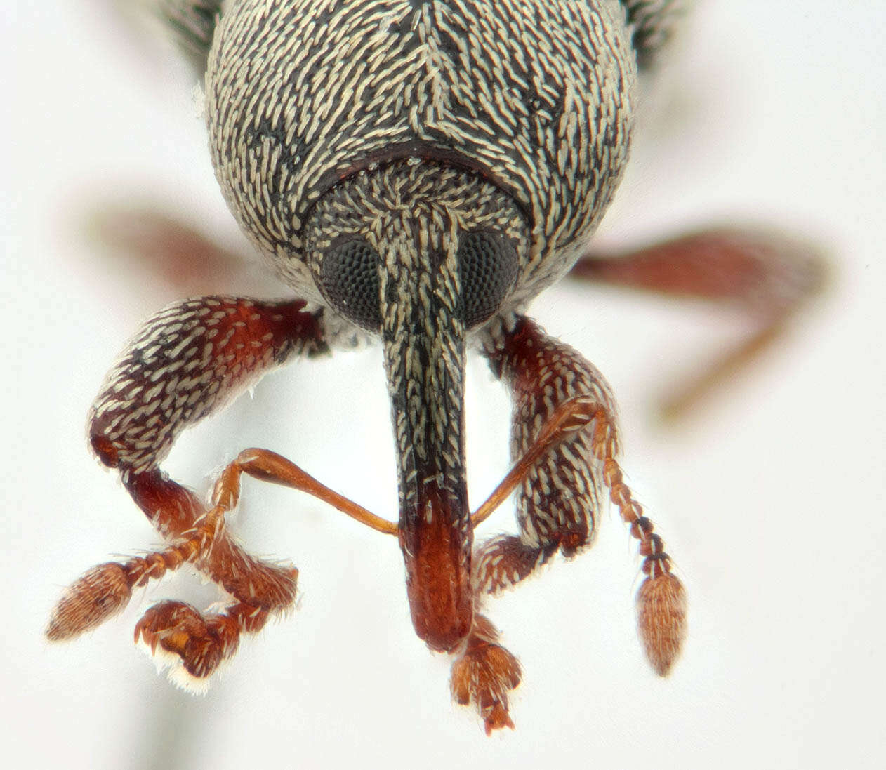 Image of Red Clover Seed Weevil