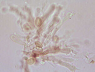 صورة Coniophora olivacea (Fr.) P. Karst. 1879