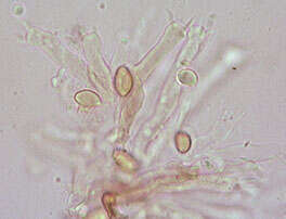 صورة Coniophora olivacea (Fr.) P. Karst. 1879