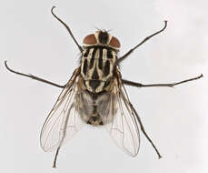 Image of House fly