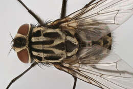 Image of House fly