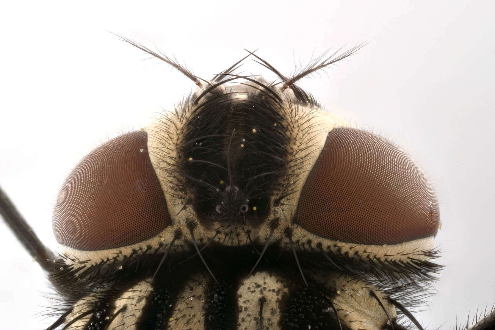 Image of House fly