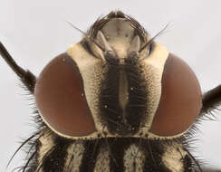 Image of House fly