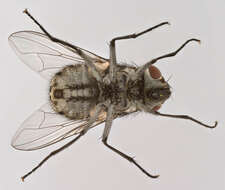 Image of House fly