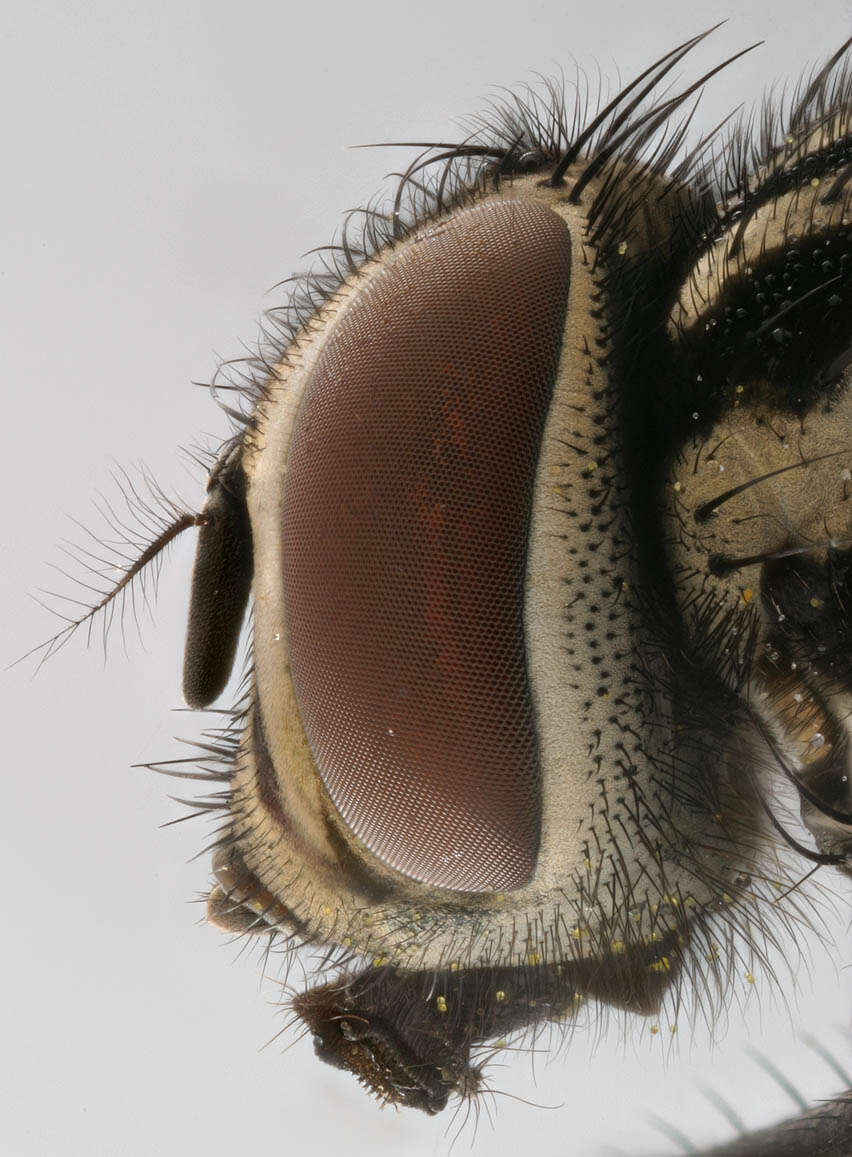 Image of House fly