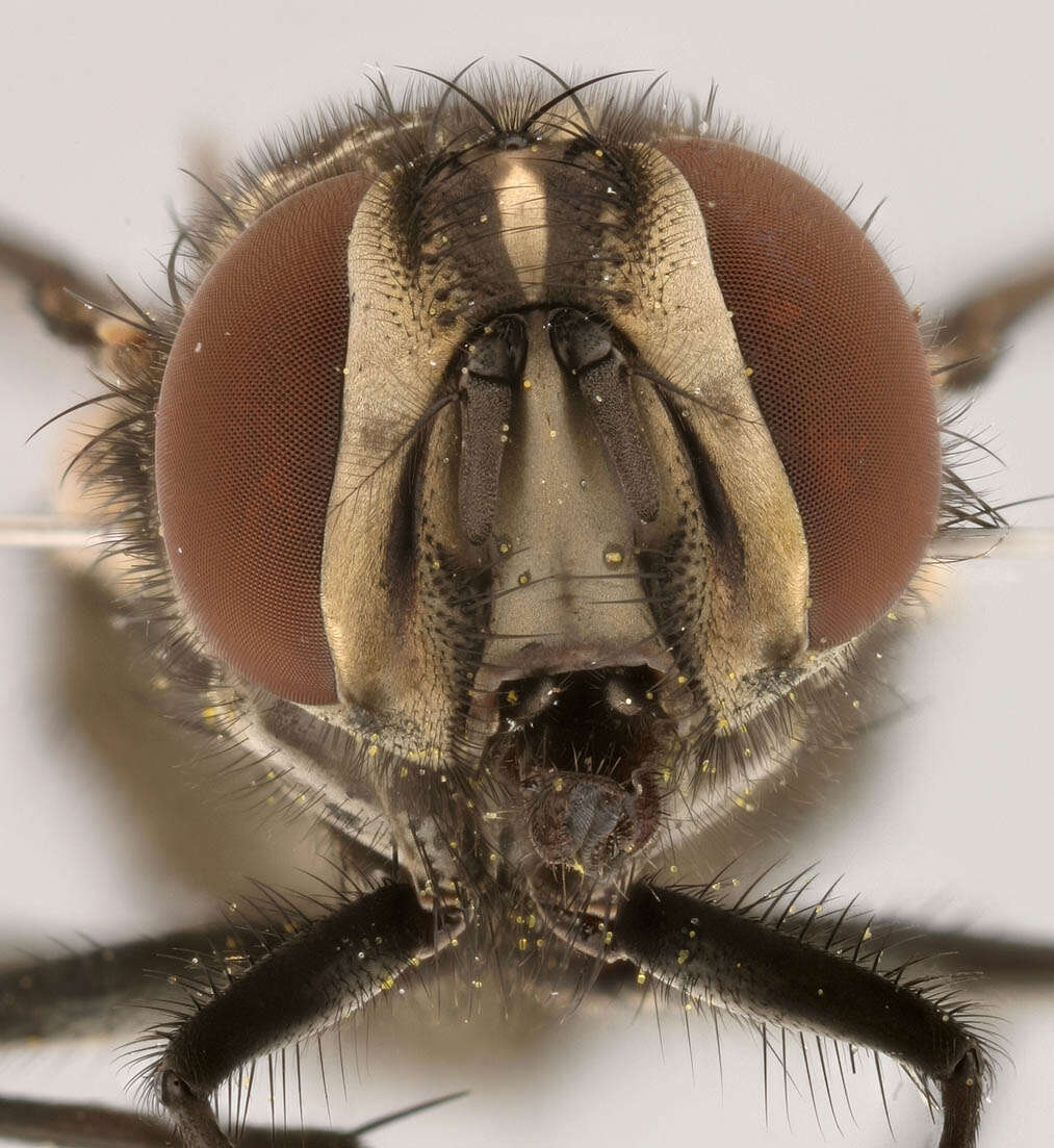 Image of House fly