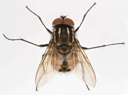 Image of House fly