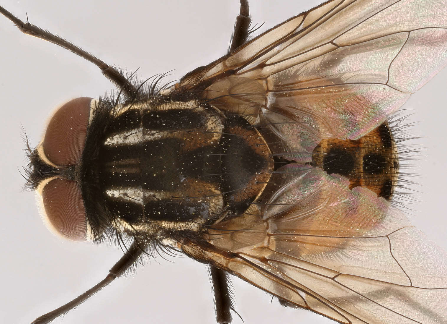 Image of House fly