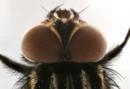 Image of House fly