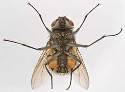 Image of House fly