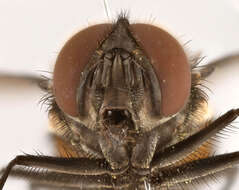 Image of House fly