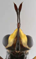 Image of Conops flavipes Linnaeus 1758