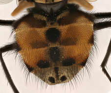 Image of House fly