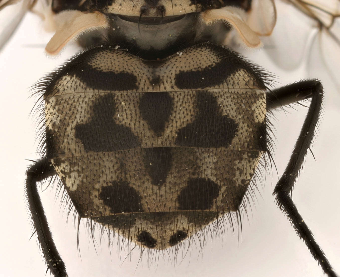 Image of House fly