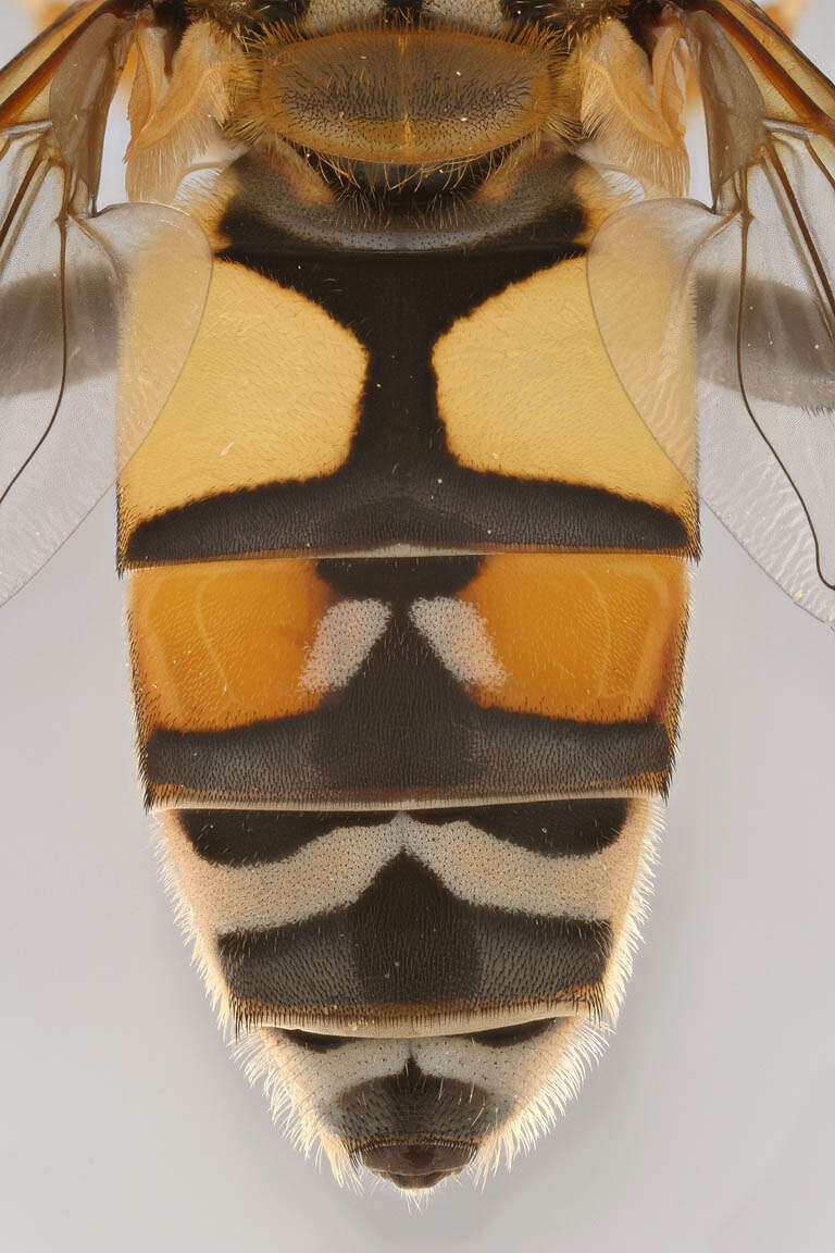 Image of Helophilus trivittatus (Fabricius 1805)