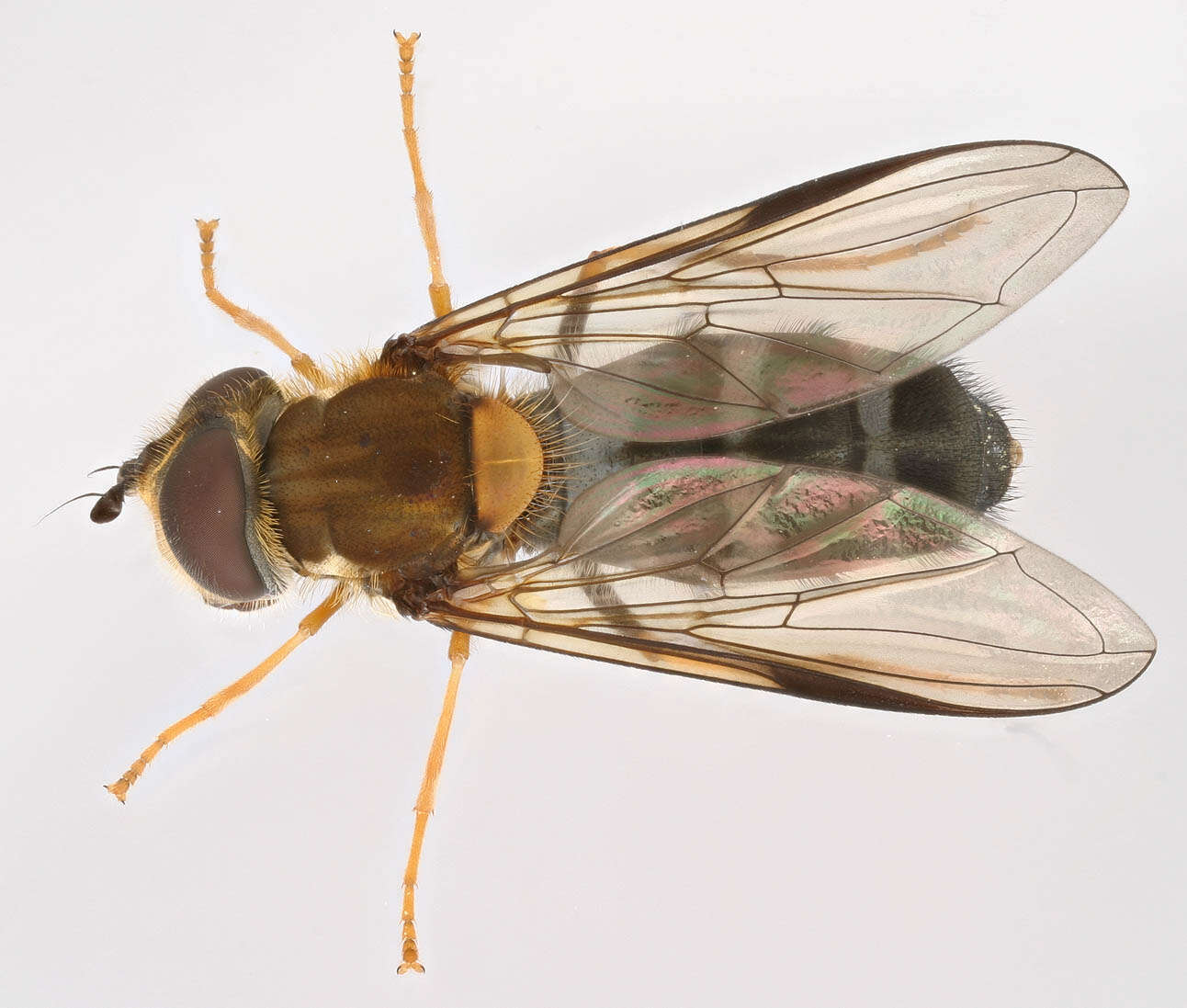 Leucozona glaucia (Linnaeus 1758) resmi