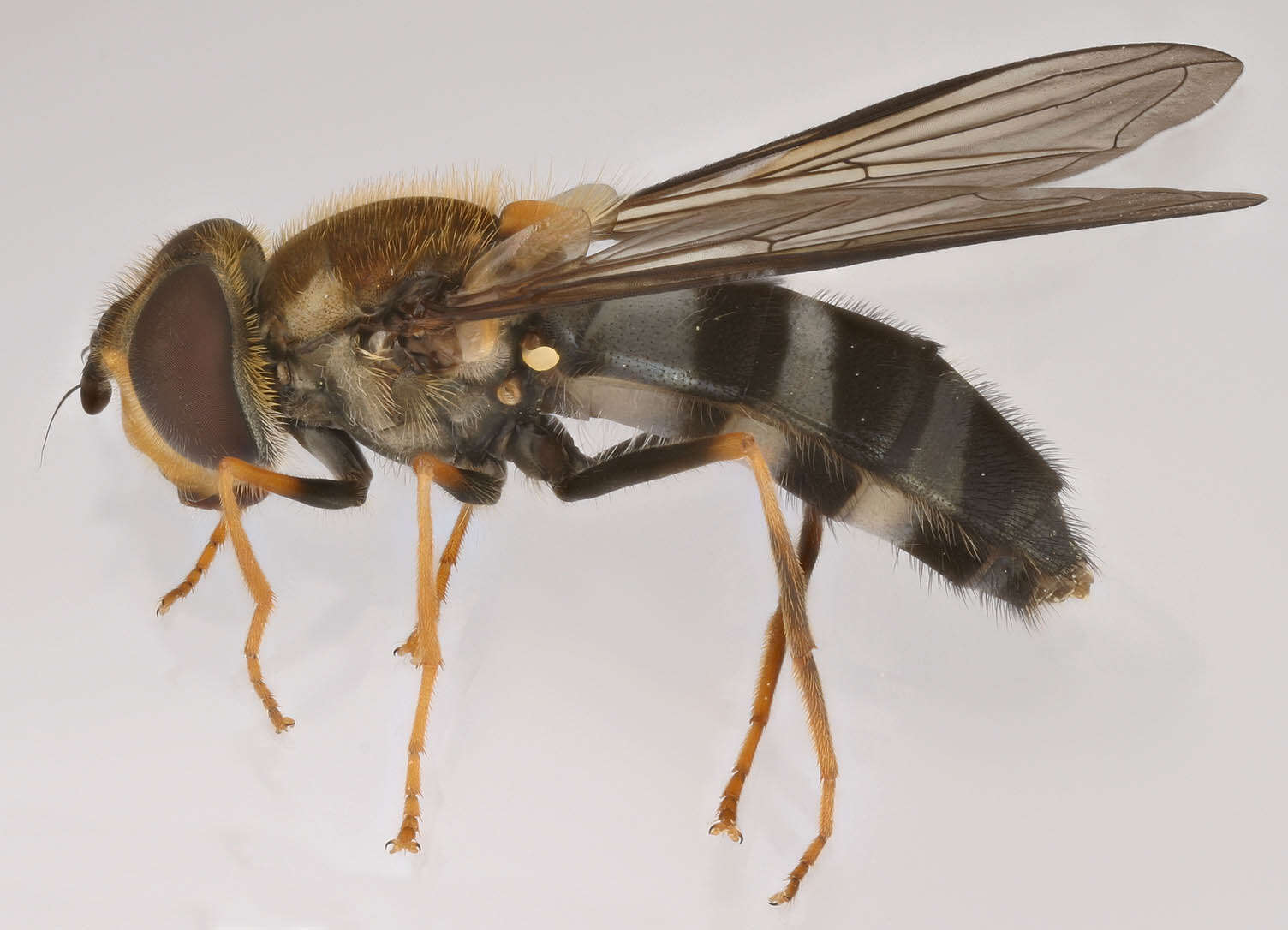 Leucozona glaucia (Linnaeus 1758) resmi